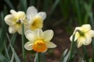 Narcissus