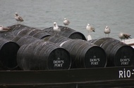 Seagulls in tonnels