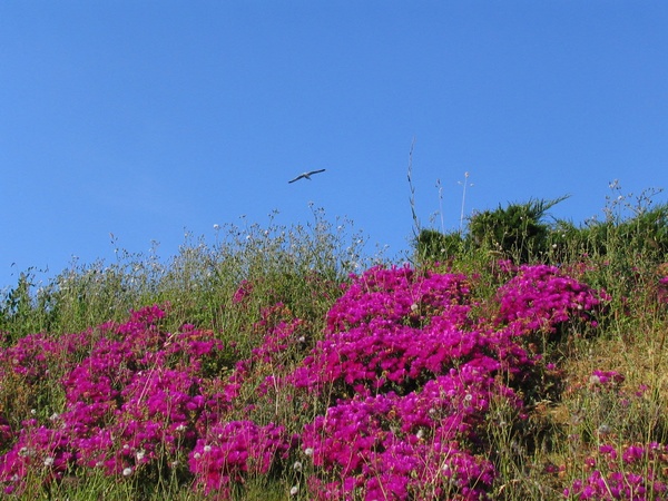 Flores y Cielo