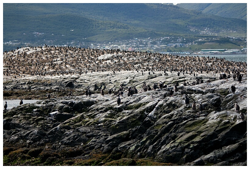 Isla de los Pjaros