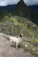 Llamita en Machu Pichu