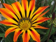 Extica flor peruana