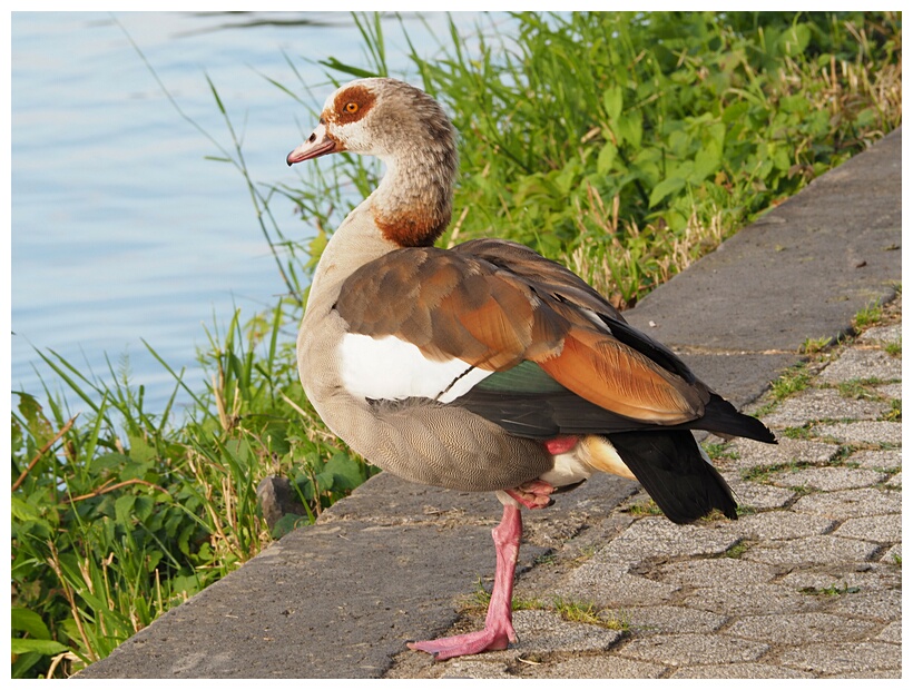 Egyptian Goose