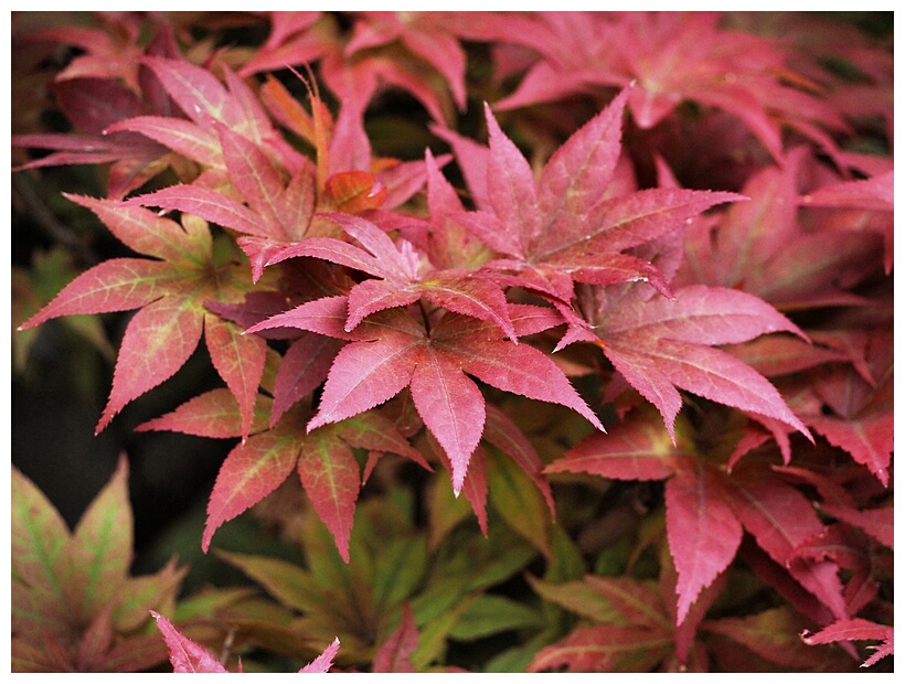 Red Leafs