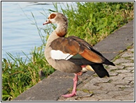 Egyptian Goose