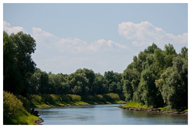 Danube Tress