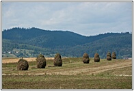 Bucovina Landscape