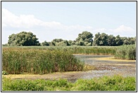 Reed Marshes