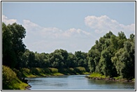 Danube Tress