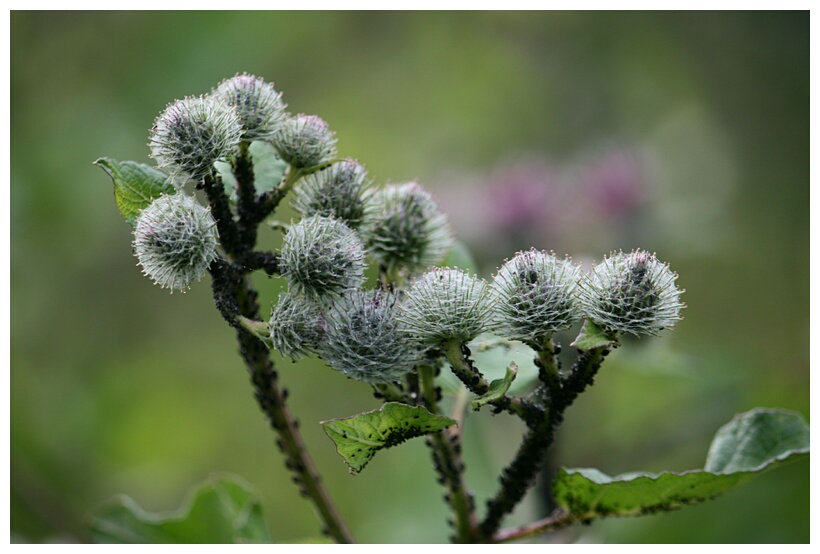 Strange Flowers