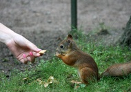 Eating a Squirrel