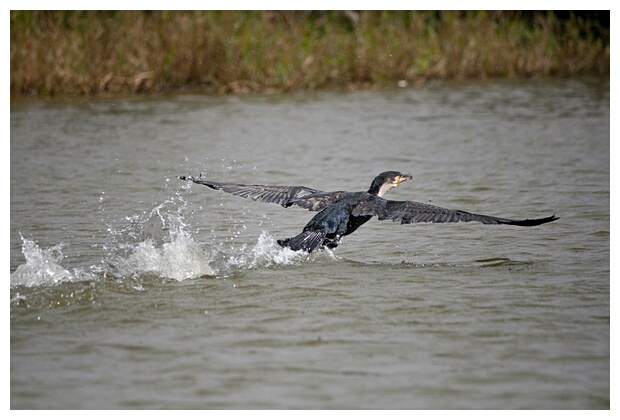 Cormorant Taking Off