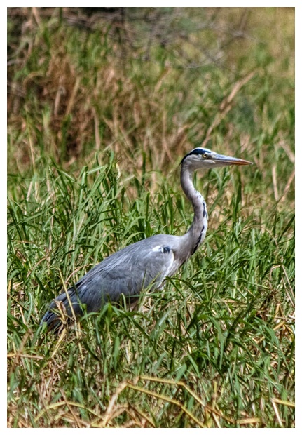 Grey Heron