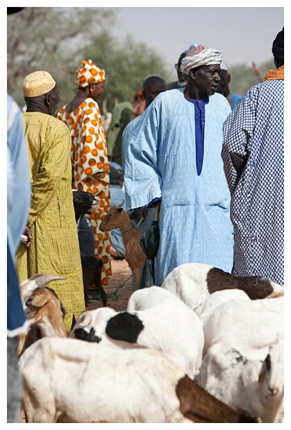 Goats Market