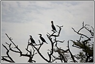 Cormorants Silhouettes