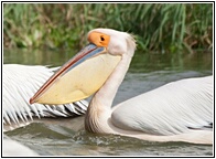 Female Pelican