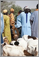 Goats Market