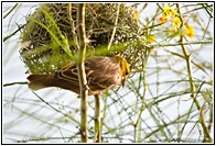 Building a Nest