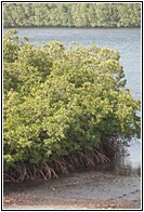 Mazes of Mangroves
