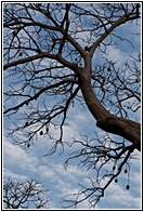 Baobab Branch