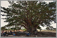 Great Baobab