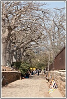 Baobabs Avenue