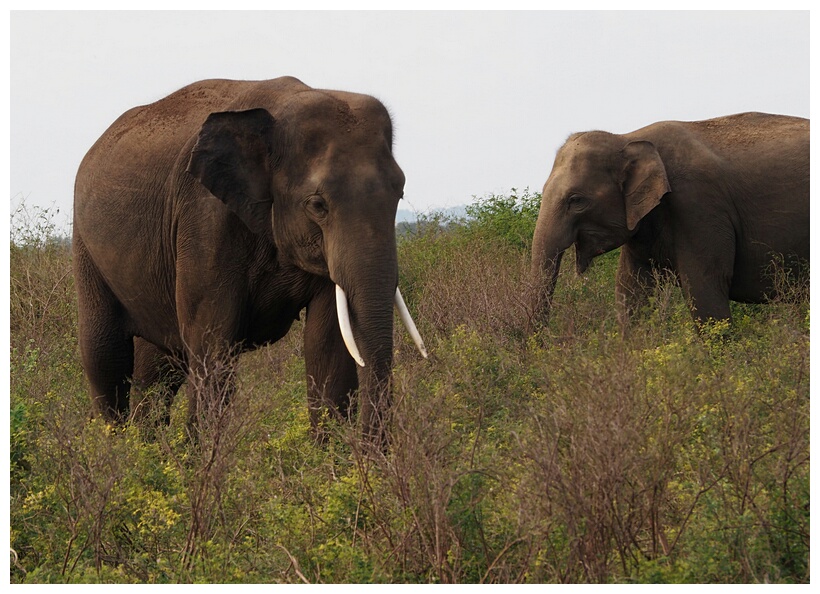 Sri Lankan Elephant