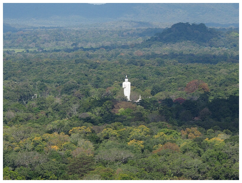 Buddha in the Jungle