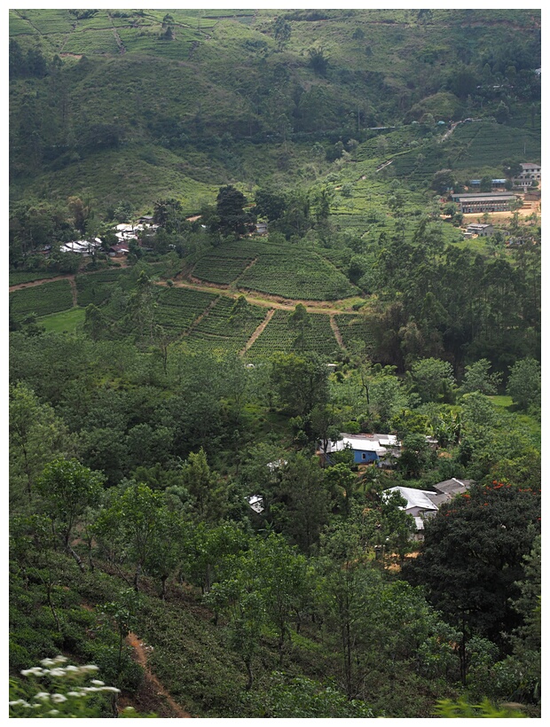 Nuwara Eliya Landscape