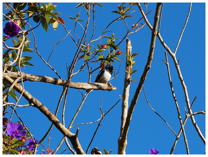 Oriental Magpie Robin