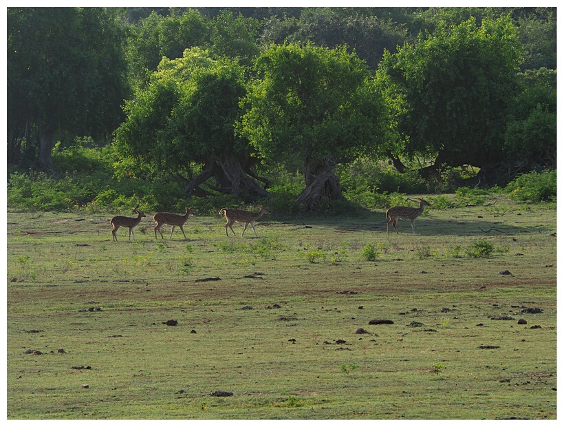 Axis Spotted Deers