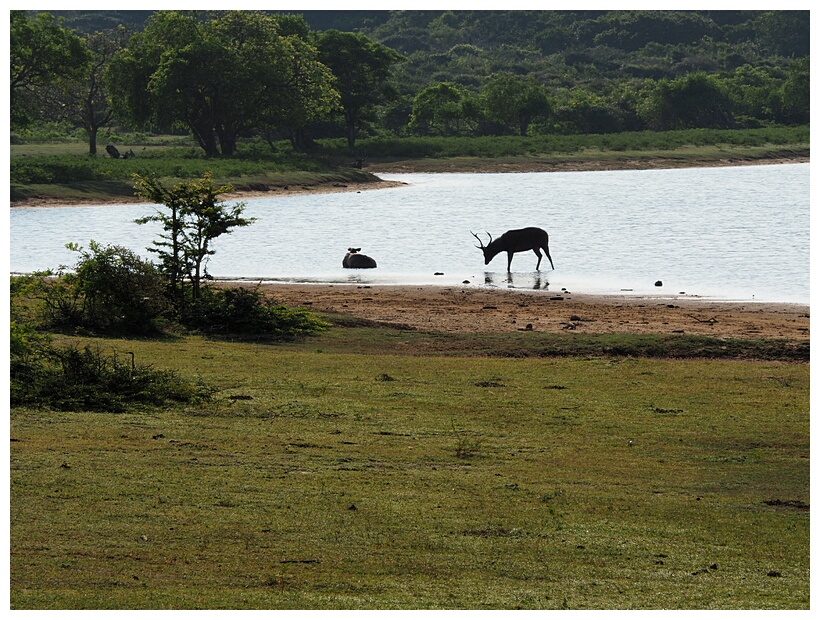 Yala National Park