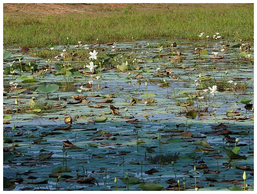 Water Lilies