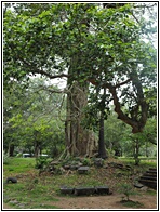 Polonnaruwa Landscape