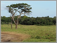 Kaudulla Landscape