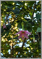 Curuba Flower