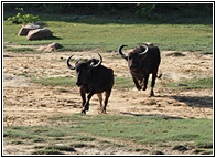 Buffaloes Running
