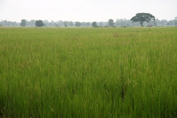 Rice Field