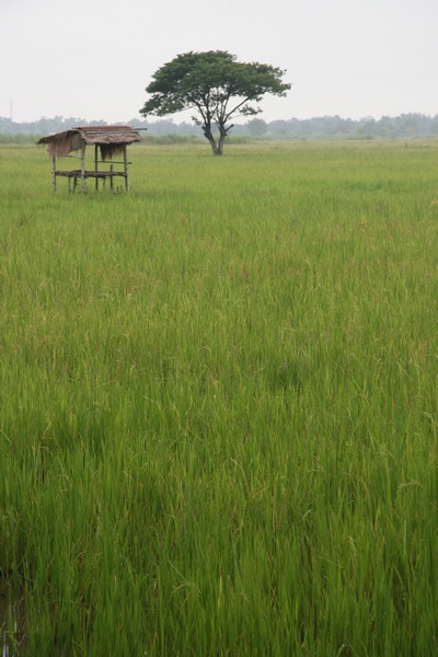 Rice Field