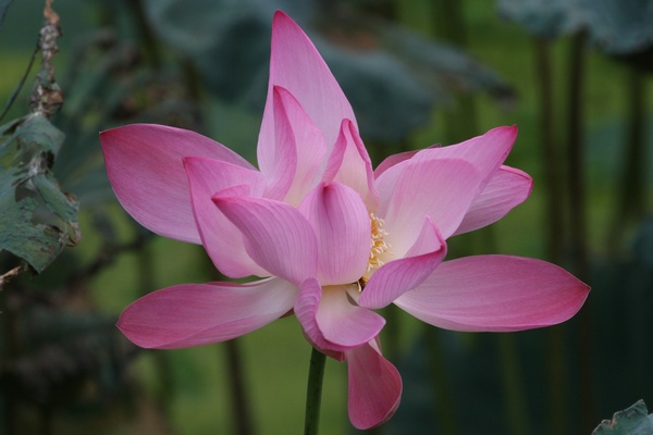 Lotus Flower