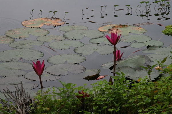 Water Lilies