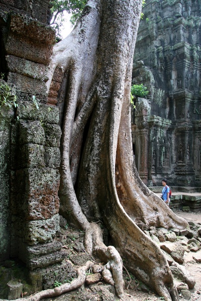 Silk Cotton Tree Roots