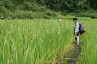 On Rice Field
