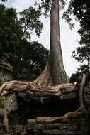 Big Silk-Cotton Tree