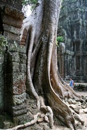 Silk Cotton Tree Roots