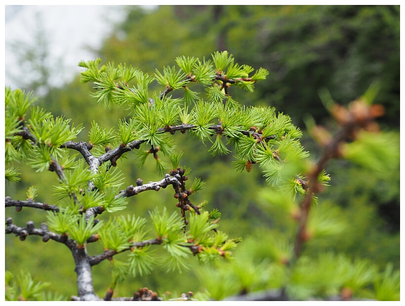 Yading Nature Reserve