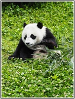 Wolong Panda Research Center
