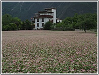 Zhonglu Village