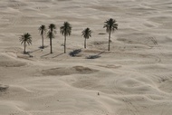 Palmeras entre las dunas