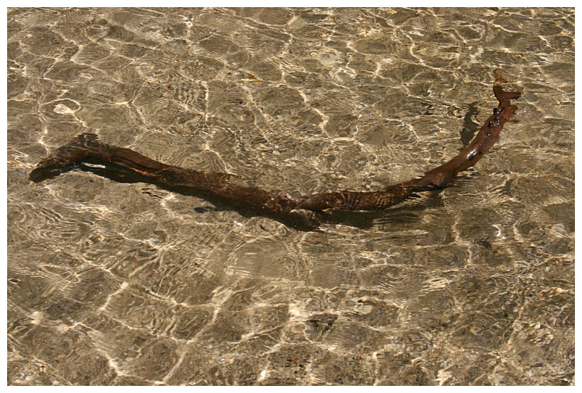 Branch in the Water